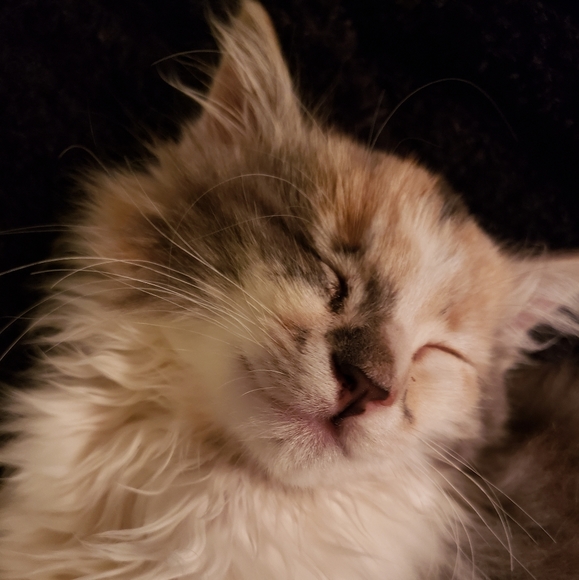 Meet your Posher, Brenda, ~HipFarmChick Designs~ - Picture 9 of 16